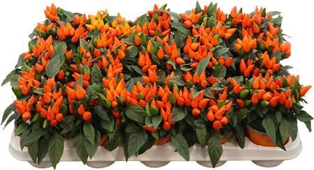 Capsicum An Salsa D Orange
