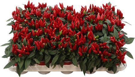 Capsicum An Salsa Red