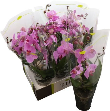Phal Tablo Pink Lady 2 Tak