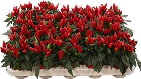 Capsicum An Salsa Red