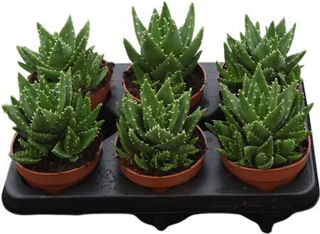 Aloe Perfoliata
