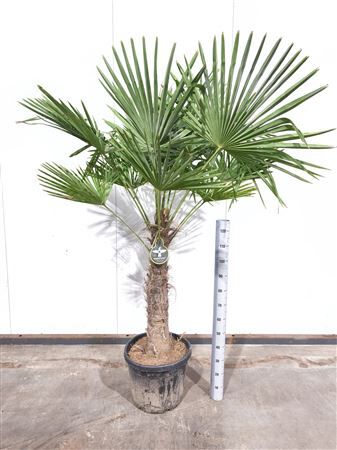 Trachycarpus Fortunei Xxl