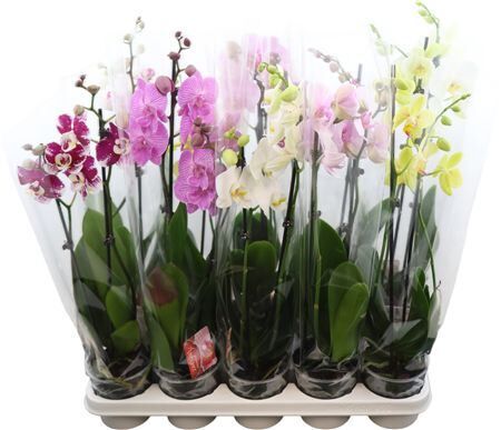 Phal Gemengd 2 Tak 7kl