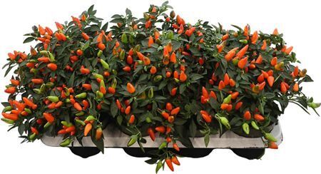 Capsicum An Torero D Orange