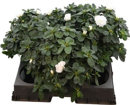 Rhodo Si Witte Vogel Xl