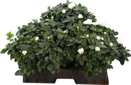 Rhodo Si Witte Vogel