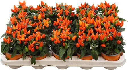 Capsicum An Salsa D Orange