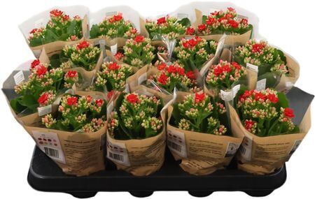 Kalan Mini Gev Rood Justino