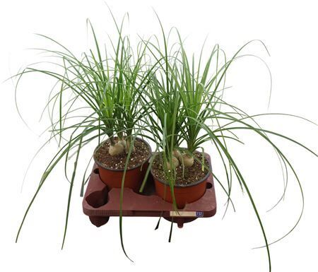 Beaucarnea Recurvata