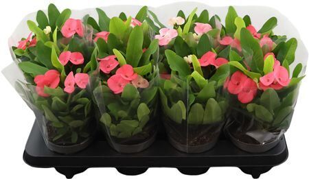 Euphorbia Tiara Charlotte