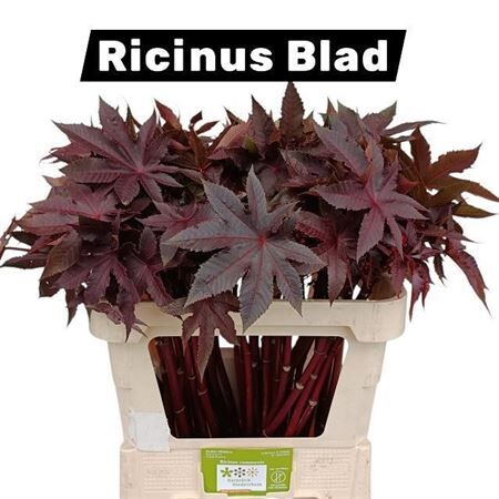 Ricinus Communis