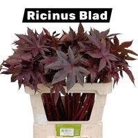 Ricinus Communis