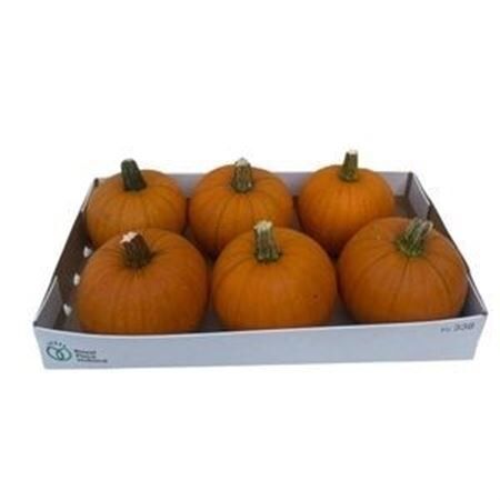Sier Cuc P Maxima Halloween X8