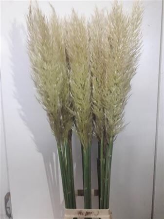 Cortaderia Se Evita