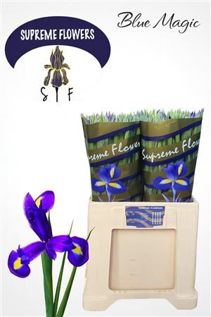 Iris Blue Magic