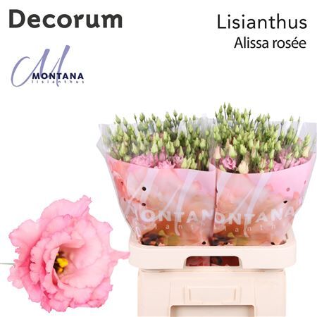Eus G Alissa Rosee Pink