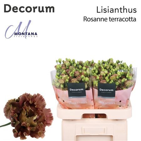 Eus G Rosanne Light Terracotta