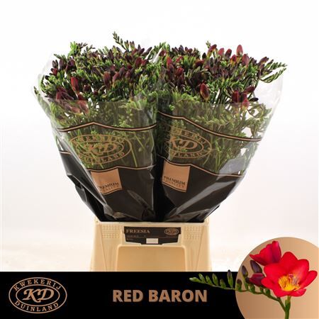 Fr En Red Baron