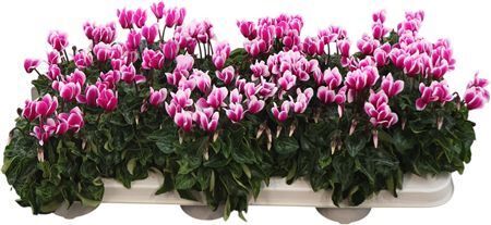 Cycl Per Snowridge Purple