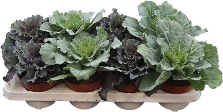 Brassica Glad