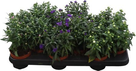Aster Starletta Gemnegd