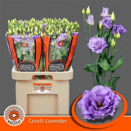 Eus G Corelli Lavender