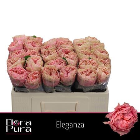 R Gr Eleganza