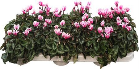 Cycl Per Snowridge Pink