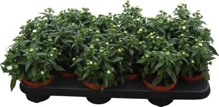 Aster Starletta White