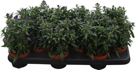 Aster Starletta Blue