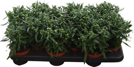 Aster Starletta Pink
