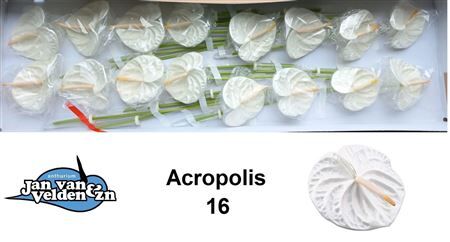 Anth A Acropolis