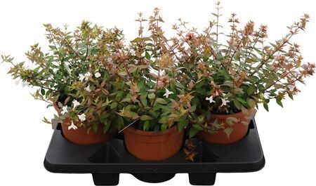 Abelia Grandiflora