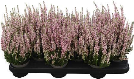 Calluna Beauty Ladies Rosa Rosa