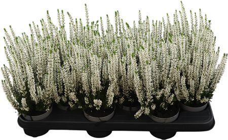 Calluna Beauty Ladies Weiss Weiss