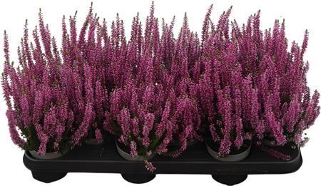 Calluna Beauty Ladies Lila Lila