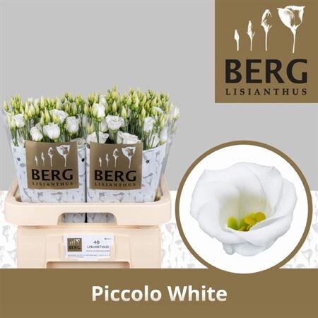 Eus E Piccolo White