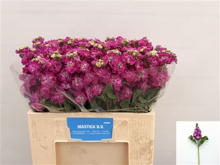 Matth Stox Deep Rose