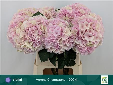 Hydr M Ch Verena Cl