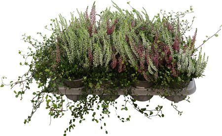 Calluna Twins Mit Meuelenbeckia