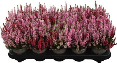Calluna Beauty Ladies Twin Rot Rosa