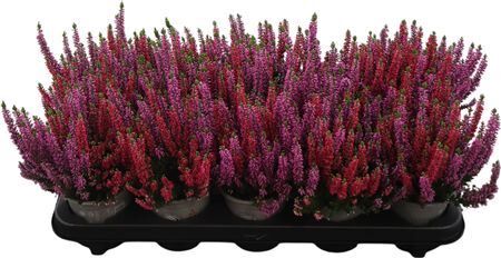 Calluna Beauty Ladies Twin Rot Lila