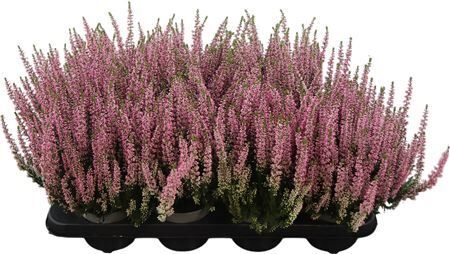 Calluna Beauty Ladies Rosa Rosa