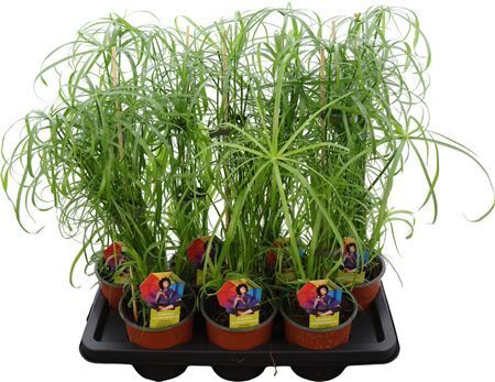 Cyperus Alternifolius