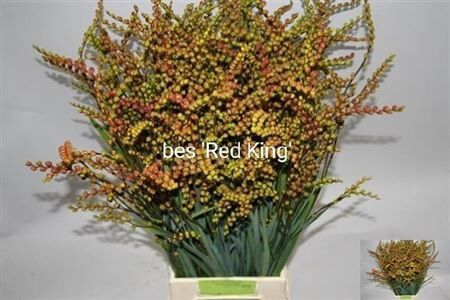 Crocosm Bes Red King