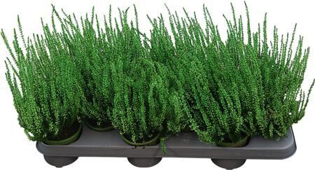 Calluna Gef�rbt Gruen Gef�rbt Gruen