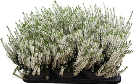 Calluna Vulgaris Beauty Ladies Weiss