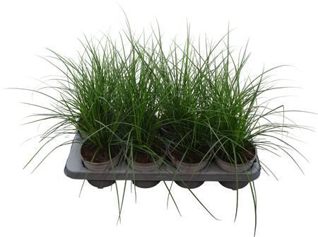Carex Brunnea