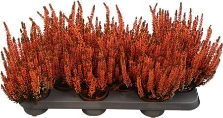 Calluna Gef�rbt Orange Gef�rbt Orange