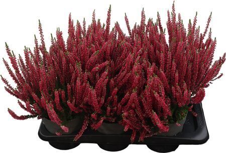 Calluna Vulgaris Beauty Ladies Rot